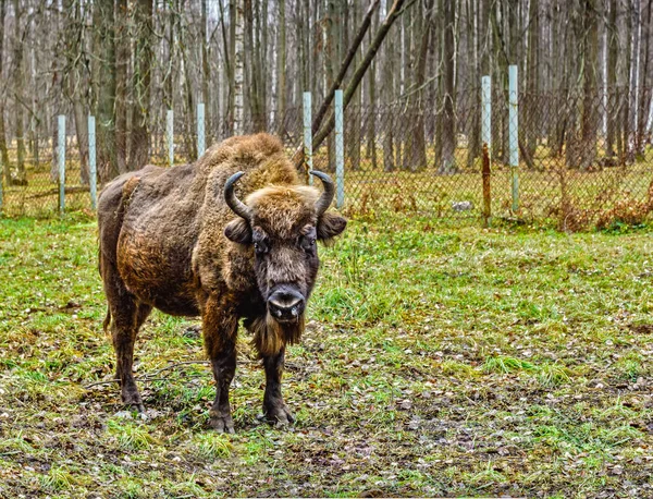 Bizon Żubrów Terenie Rezerwatu Prioksko Tarasowe Moscow Region Jesień — Zdjęcie stockowe