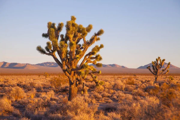 风景与 Joshua 树在日落 国家公园 加利福尼亚 免版税图库照片