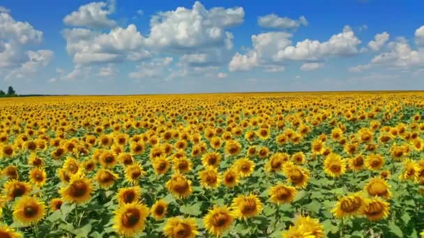 Drone Volando sobre un campo de girasol moviéndose a través de un campo de girasoles — Vídeos de Stock