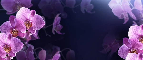 Geheimnisvolle Schöne Rosa Orchideen — Stockfoto