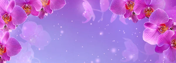 신비한 분홍색 난초와 스파클 꽃가루 — 스톡 사진