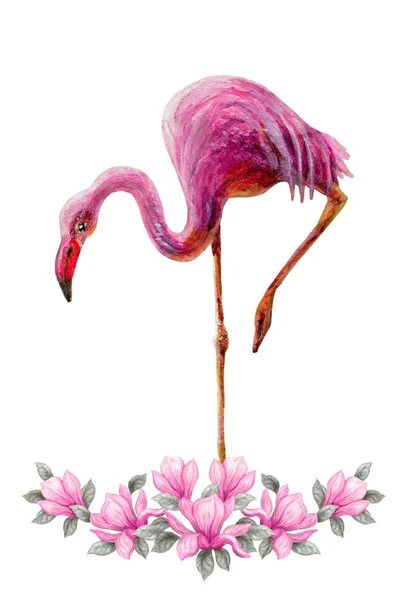 手绘水彩画水彩画铅笔和画粉红色的木兰花孤立在白色的背景 花泉饰 — 图库照片