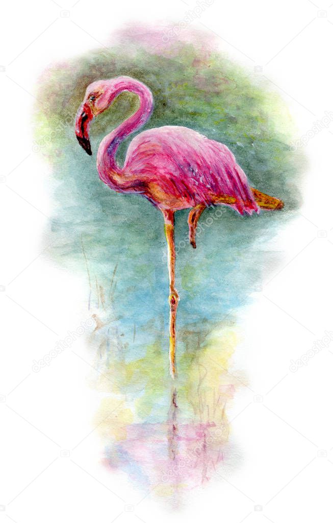 Pink beautiful flamingo stands in water. Watercolor painting with watercolors paints isolated on white background. Flamingo bird on  picturesque lagoon shore.