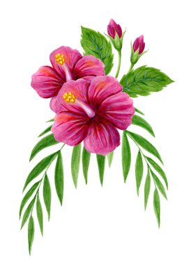 Pembe Çin Hibiscus gül ile el çizilmiş suluboya boyama 