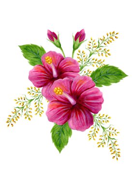 Pembe Çin Hibiscus gül ile el çizilmiş suluboya boyama 