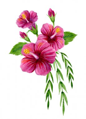 Pembe Çin Hibiscus gül ile el çizilmiş suluboya boyama 