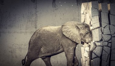Afrika fili beton duvar yok
