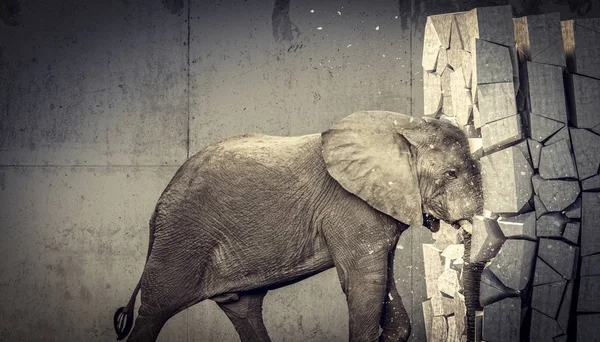 Afrikaanse Olifant Vernietigen Betonnen Wand — Stockfoto