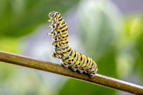 Papilio Machaon Caterpillar Hotande Hållning — Stockfoto