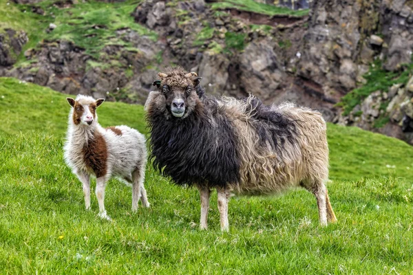 Fåren Mykines Färöarna — Stockfoto