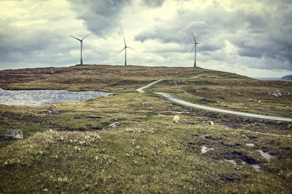 Viento Granja Isla Faroe — Foto de Stock