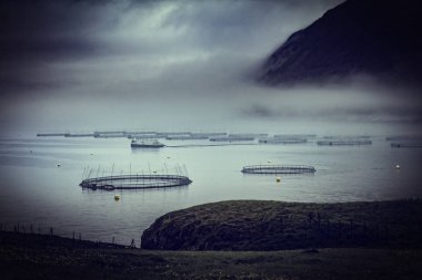 faroe Adaları'nda balık çiftliği