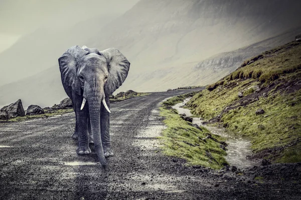 Grote Olifant Eenzame Landelijke Weg — Stockfoto