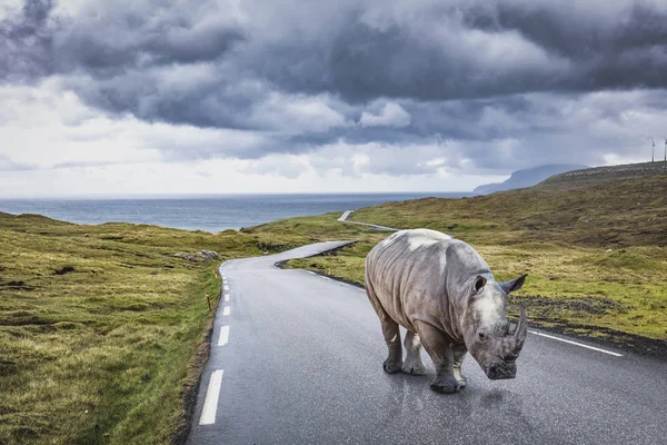 犀牛在孤独的沥青路 — 图库照片