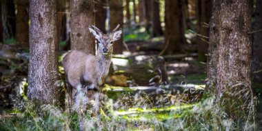 Alpler üzerinde İtalyan geyik portresi