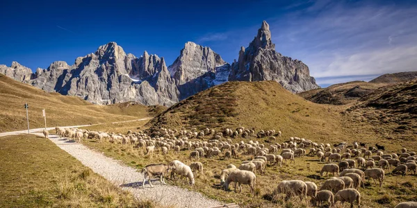 Rebanho Ovelhas Passo Rolle Alpes Italianos — Fotografia de Stock