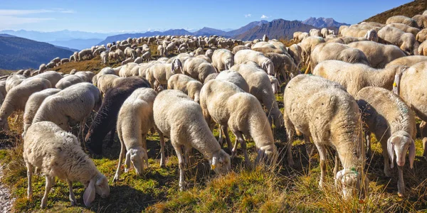 Schafherde Auf Den Italienischen Alpen — Stockfoto