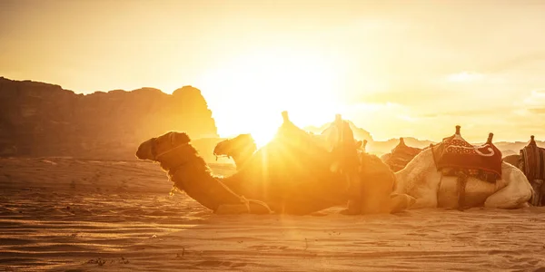 Dromedáry Odpočinku Při Západu Slunce Písku Evokující Poušť Wadi Rum — Stock fotografie