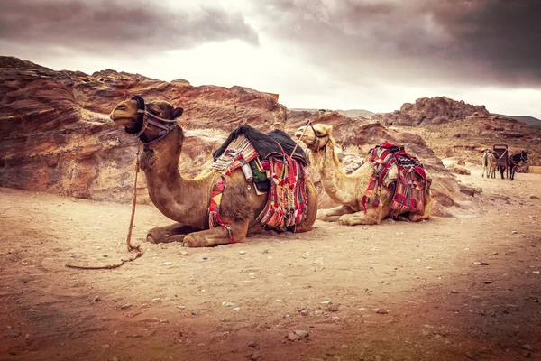 Sedersi cammelli in wadi rum — Foto Stock