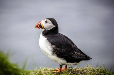 Faroe Adaları'nda Atlantik puffins.