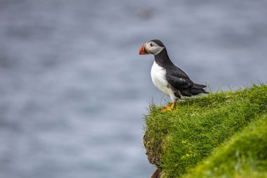 Faroe Adaları'nda Atlantik puffins.