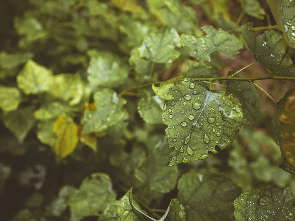 Green leafs and water drops macro image — Stock Photo, Image