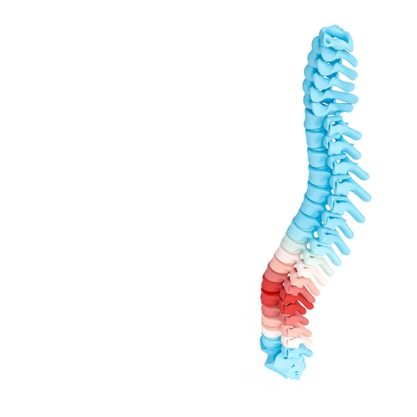 척추를 묘사 한 3 차원 삽화 — 스톡 사진