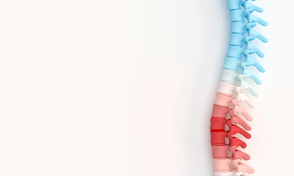 Illustrazione 3D di una colonna vertebrale — Foto Stock