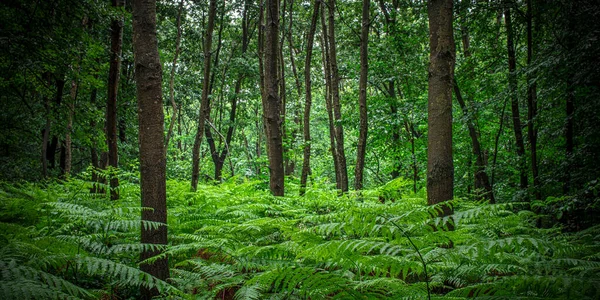 Paesaggio Boscoso Con Felci Alberi Giorno Pioggia Nessuno Intorno Deserto — Foto Stock