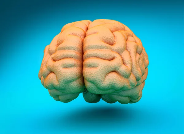 Рендеринг Человеческого Мозга Концепция Интеллекта Творчества Мудрости — стоковое фото
