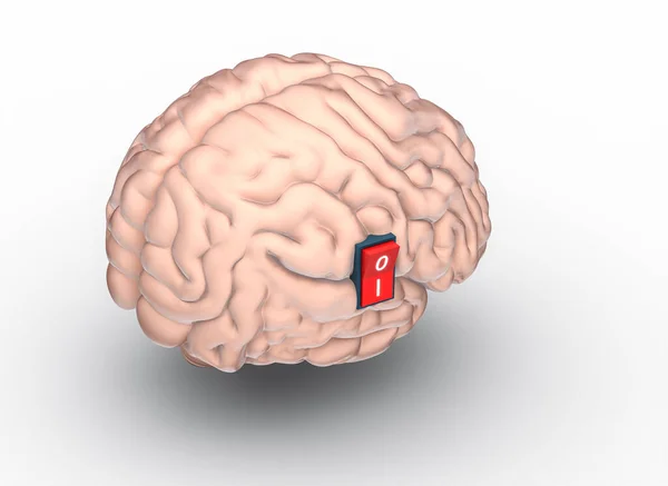 Modelo Renderizado Cerebro Humano Con Interruptor Para Encenderlo — Foto de Stock
