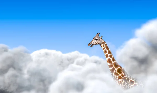 Giraffe Kijkt Boven Wolken Uit Renderen — Stockfoto