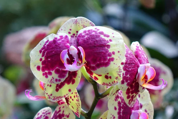 Flores Púrpuras Verdes Familia Orquídeas Phalaenopsis —  Fotos de Stock