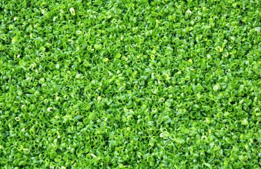 İnce kıyılmış soğan veya chives güneşte Kuru