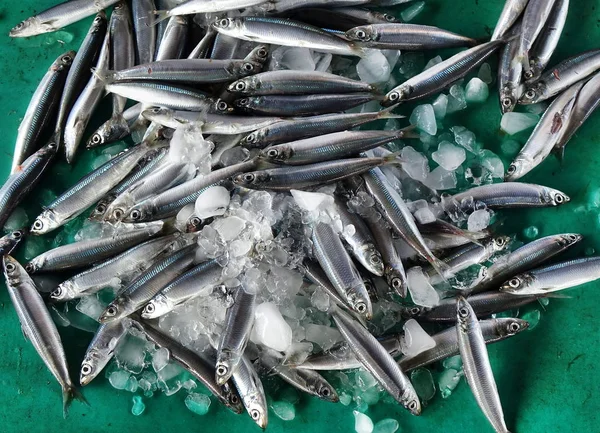 Fresh Fish Being Offered Outdoor Market — Stock Photo, Image