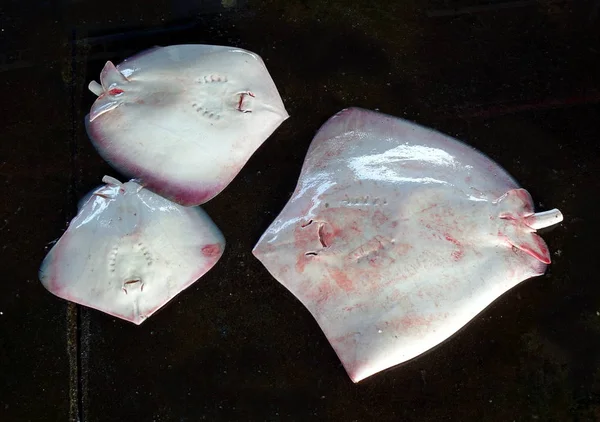 Tres Mantarrayas Están Venta Mercado Pescado Taiwán — Foto de Stock