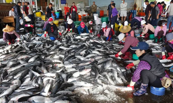 台湾高雄 2019年1月13日 Sinda 鱼市场的工人从灰色的鱼中提取鱼 鱼仁将被烘干 压榨和腌制 — 图库照片