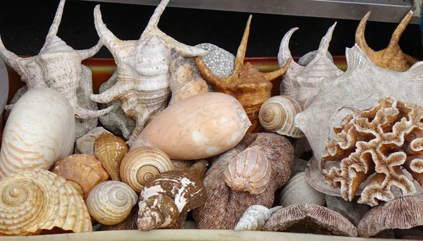 Exotic Sea Shells for Sale — Stock Photo, Image