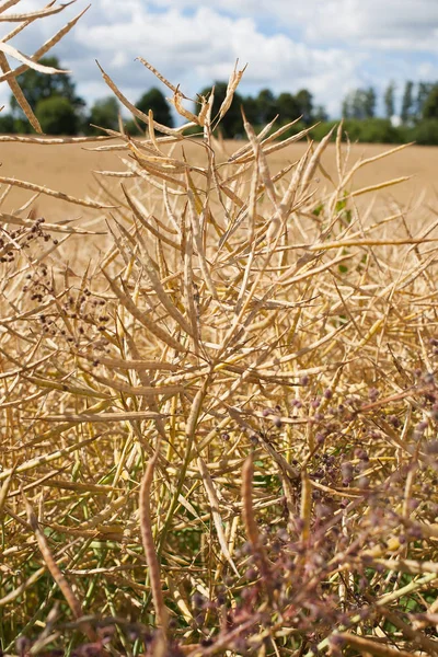 Canola Madura Contra Cielo Con Nubes Tarde Verano —  Fotos de Stock