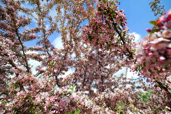 Apple Träd Blommar Mot Himlen Våren — Stockfoto