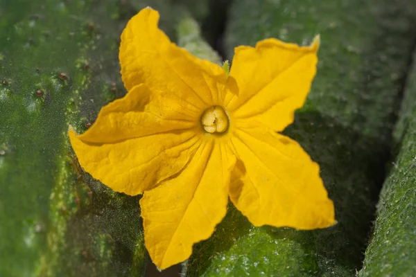 Closeup One Yellow Cucumber Blossom — Stock Photo, Image