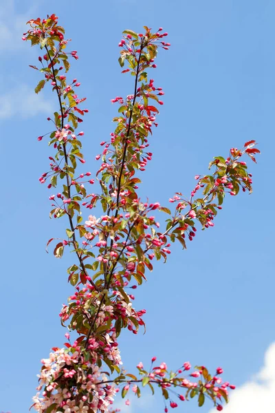 Manzano Florece Contra Cielo Primavera —  Fotos de Stock