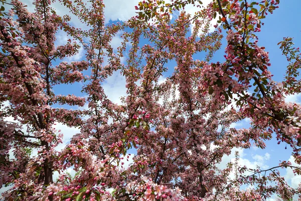 Manzano Florece Contra Cielo Primavera — Foto de Stock