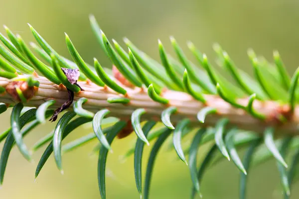 New Fresh Green Spruce Twig — Stock Photo, Image