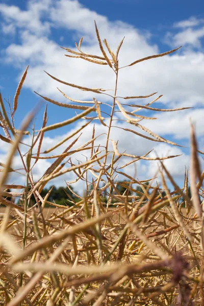 Canola Mûr Contre Ciel Avec Nuages Après Midi Été — Photo