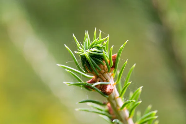 Nieuwe Verse Groene Sparren Twig — Stockfoto