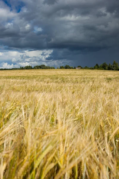 夏の午後に熟した穀物畑 — ストック写真