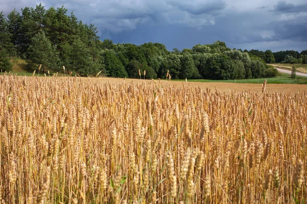 Ripe Grain Field Summer Afternoon — Stock Photo, Image