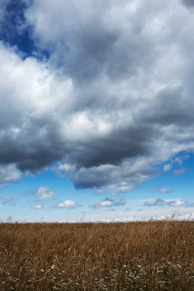 Cielo Nublado Sobre Campo Agrícola Verano — Foto de Stock