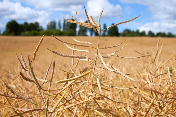 Canola Mûr Contre Ciel Avec Nuages Après Midi Été — Photo